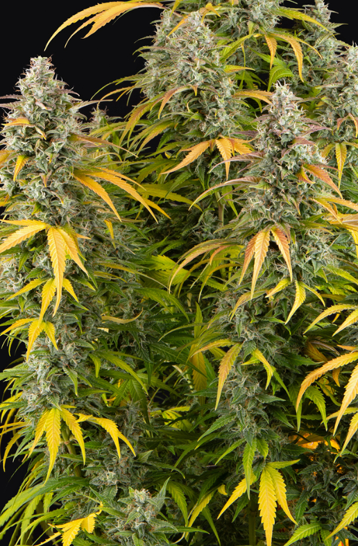 WATERMELON ZKITTLEZ AUTO