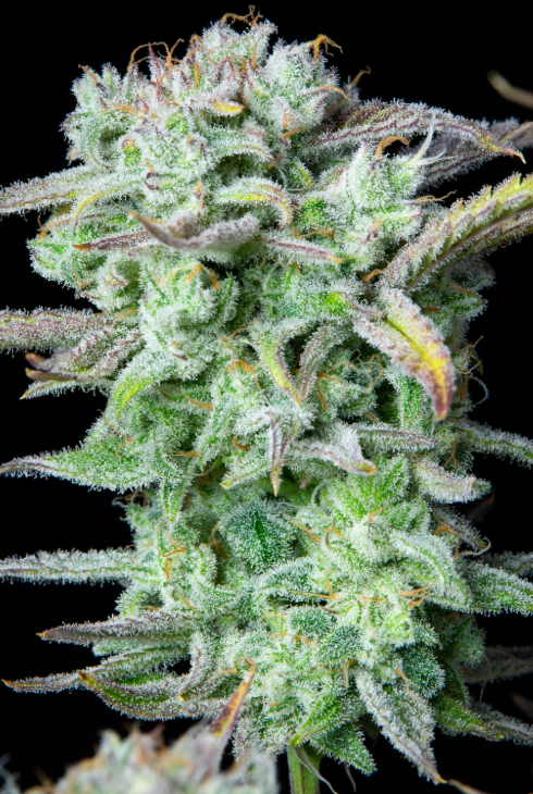 Strawberry Banana Auto
