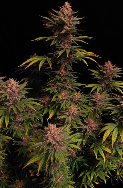 Purple Lemonade FASTFLOWERING