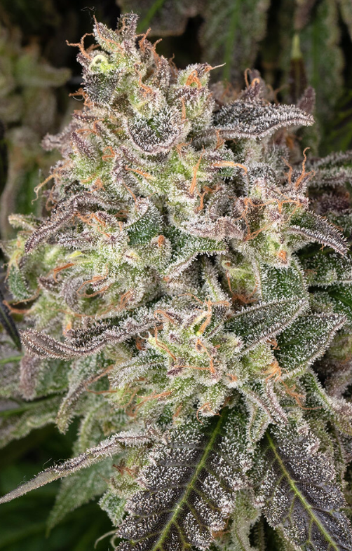 BLUE DREAM STRAIN