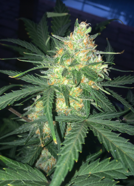 West Coast O.G. Auto