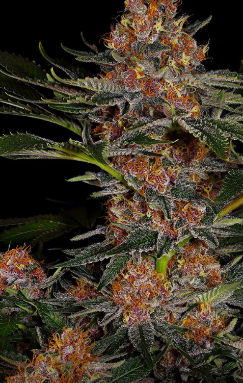 PURPLE PUNCH AUTO