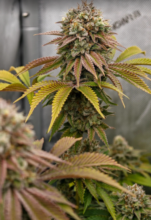 Gorilla Melon Feminised