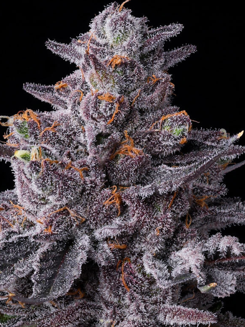 Zillions Strain