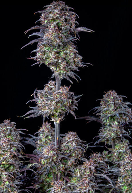 Blueberry Auto