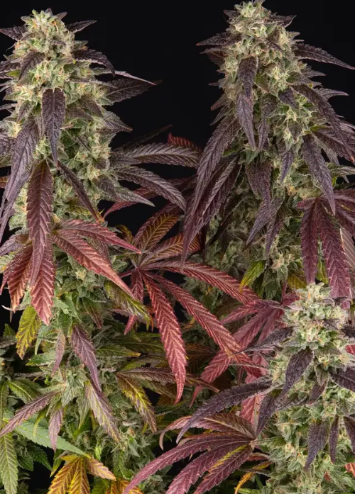 Lemon cherry Gelato