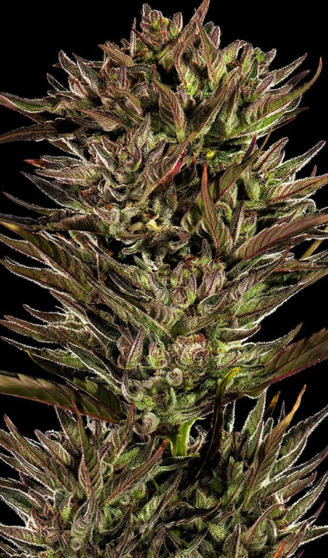 THIN MINT X SOUR PINOT AUTO