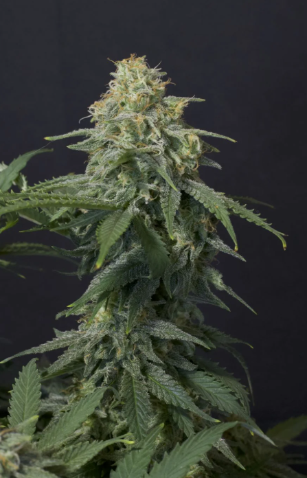 Wedding Cheesecake FASTFLOWERING