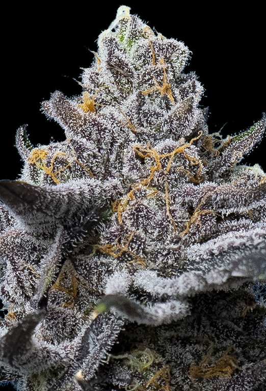 LFG Strain 32% THC