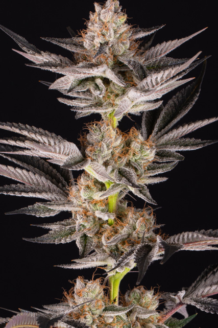 RS11 X BANANA OG STRAIN