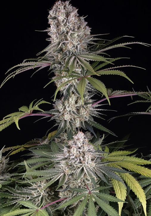 Amnesia Haze Strain