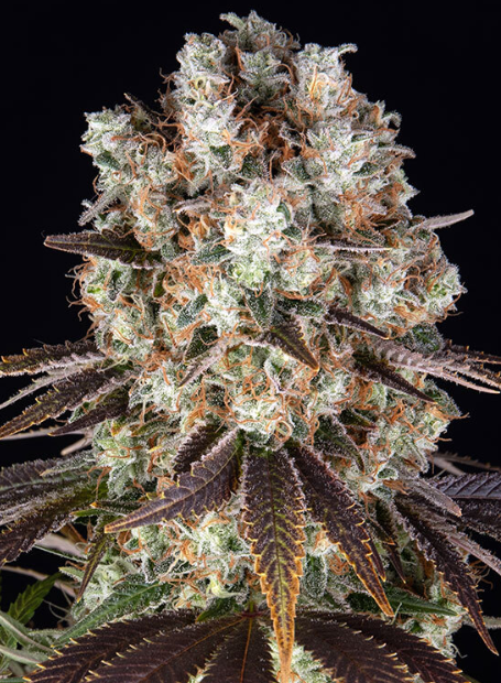 Bruce Banner