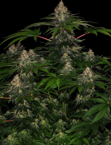 SHISKABERRY