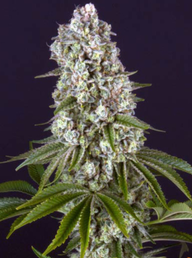 TROPICANNA BANANA