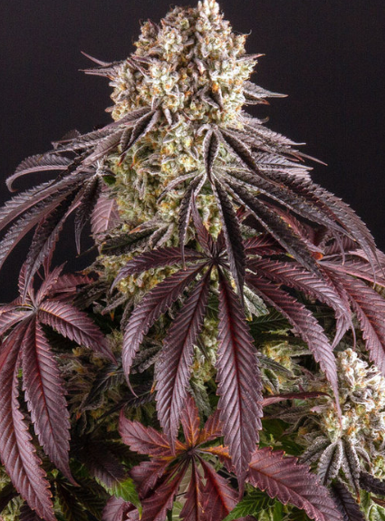 PURPLE PUNCH