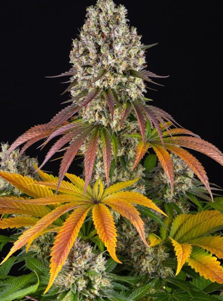 SOUR DIESEL STRAIN