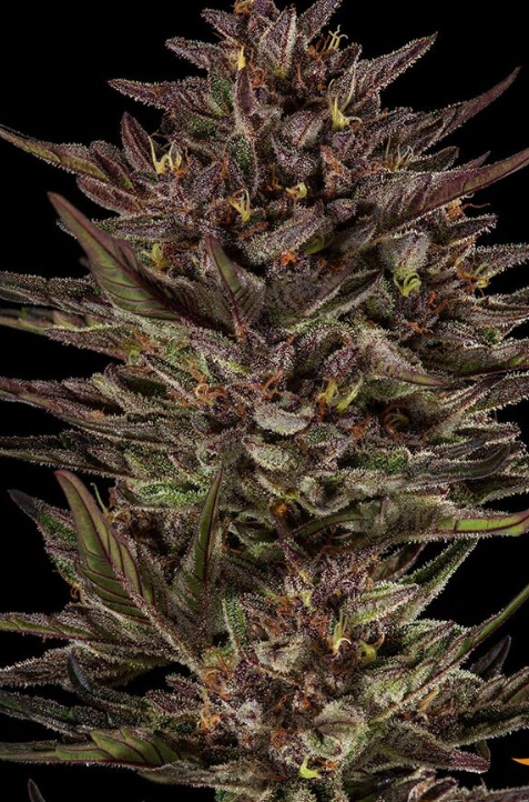 Frosted Zinn x Cookie Dog Auto