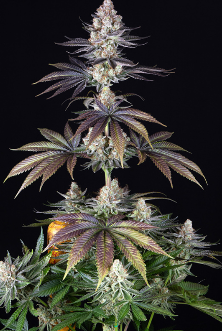 Papaya Frosting Strain DOJA