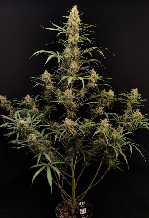 Jack Herer Auto