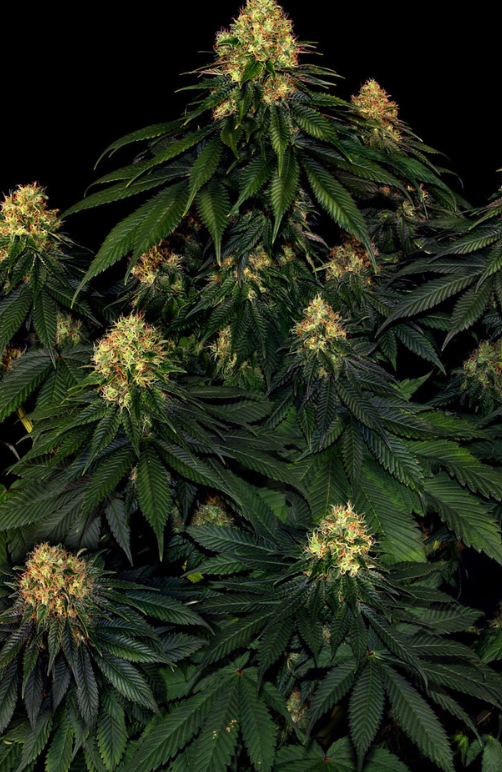 SKYWALKER OG AUTO