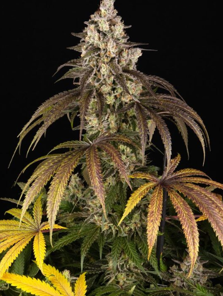 TRAINWRECK STRAIN