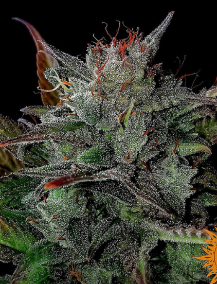 GLUE GELATO AUTO