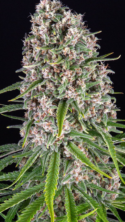 BLUE CHEESE