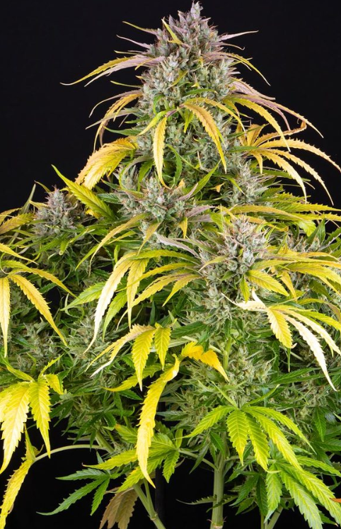 LSD AUTO