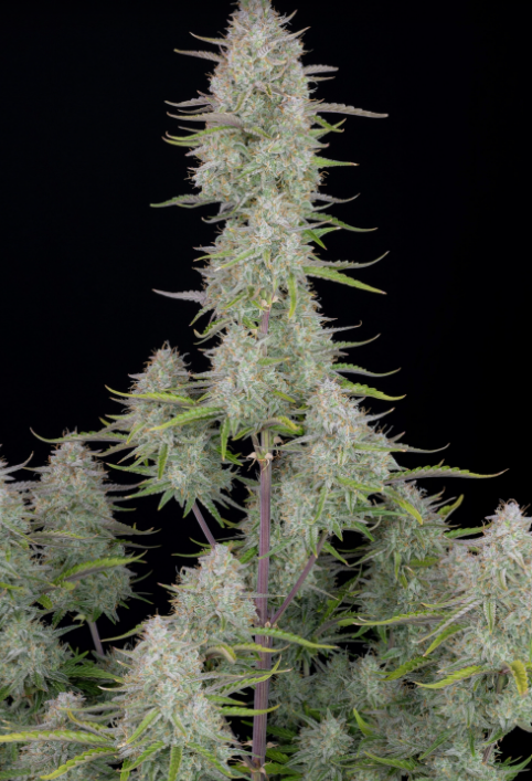 Wedding Cheesecake Auto