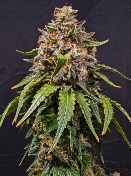 WHITE WIDOW XXL