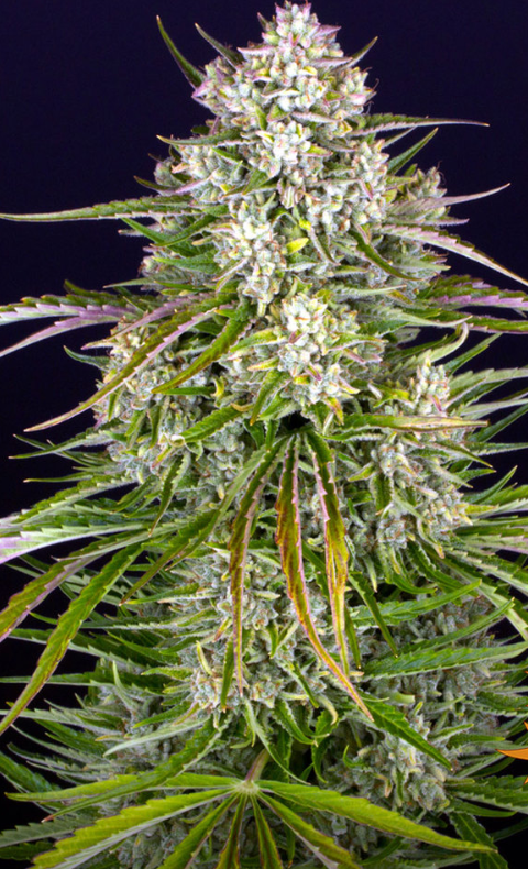 WEDDING CAKE AUTO
