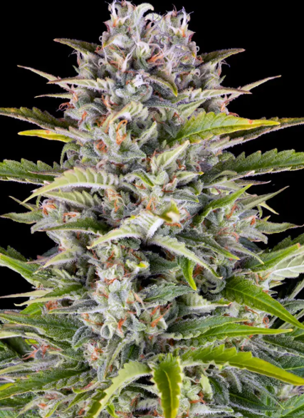 GORILLA GLUE AUTO