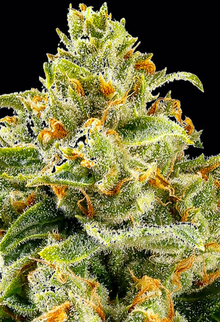 Skunk #1 Strain