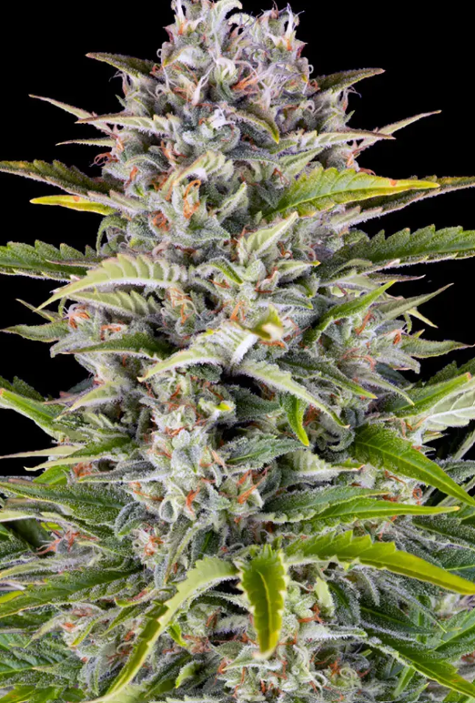 GORILLA ZKITTLEZ AUTO