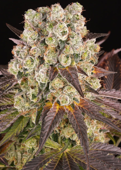 Purple Punch x Lemon drizzle