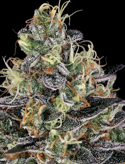 WATERMELON ZKITTLEZ