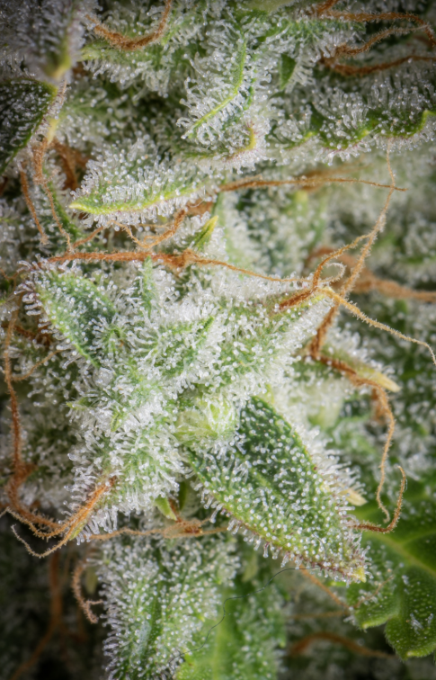 Orange Sherbet Auto