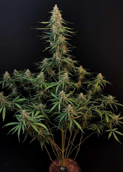 Sour Diesel Auto