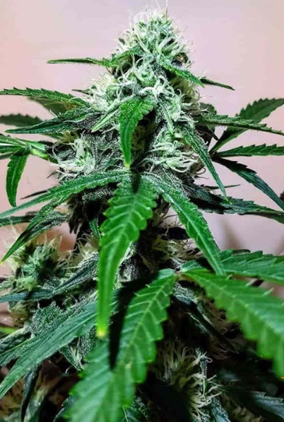 ZKITTLEZ OG AUTO
