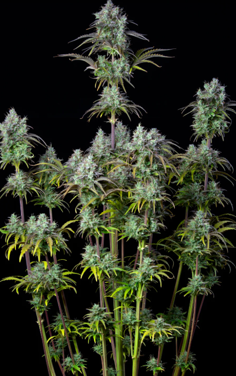 Big Bud Auto