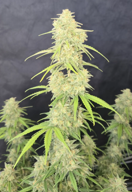 Z-Up Auto