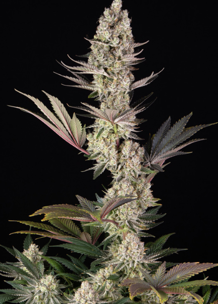 SUPER BOOF STRAIN
