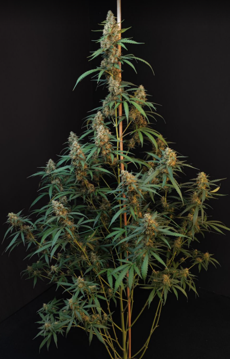 Cheese Auto