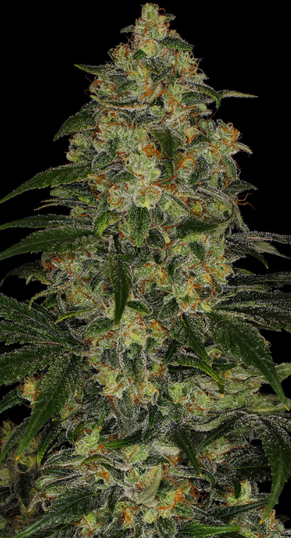 BLUE GELATO 41