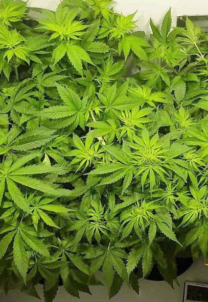 ACAPULCO GOLD