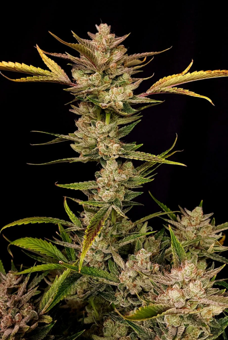 Ztrawberriez Auto