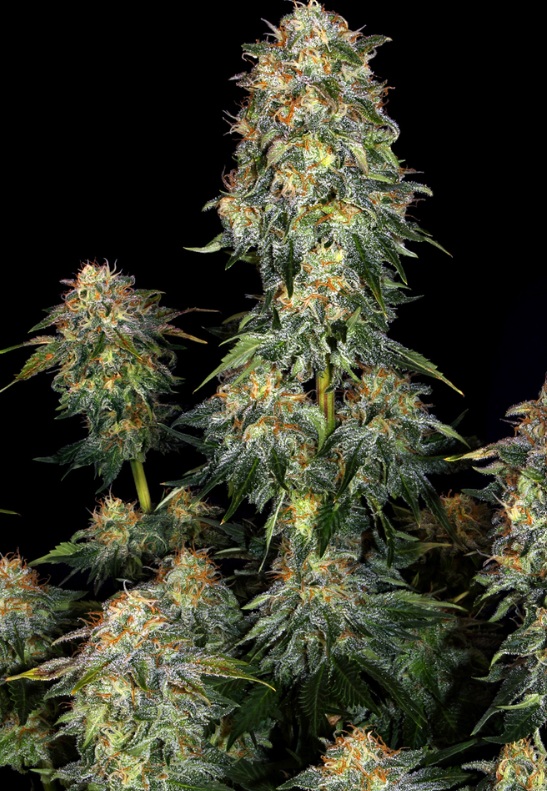 MOBY DICK AUTO