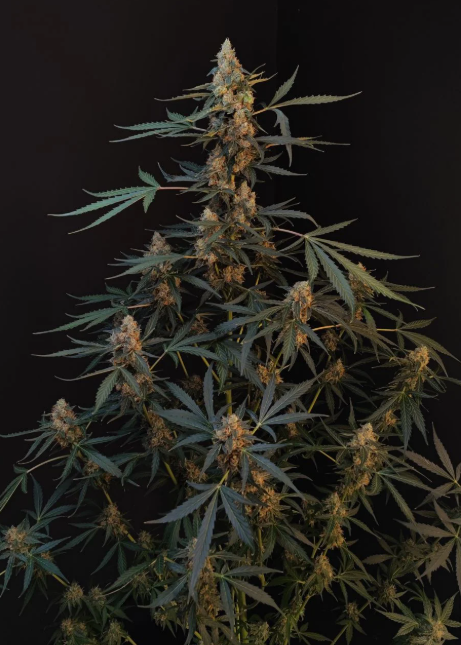 Northern Lights Auto