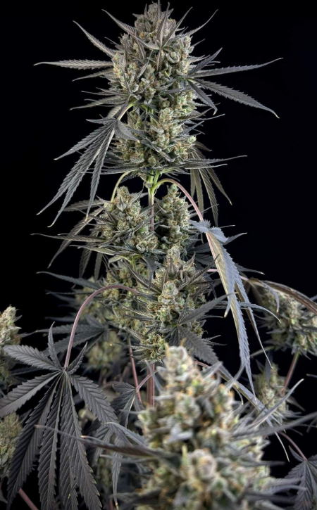 Pound Cake Auto
