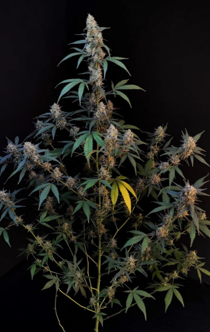 BubbleGum Auto